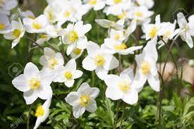 Equate white perennial flowers to flying in an airliner over the united states at night. Glade Of White Flowers Spring Flowers Field Perennial White Stock Photo Picture And Royalty Free Image Image 130515565