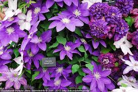 Check spelling or type a new query. Clematis Ameshisuto Clematis Vine Clematis Flowers
