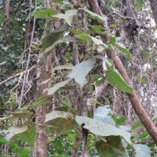 Image result for Lepistemon