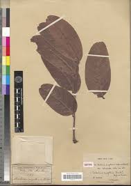 Image result for Isoberlinia angolensis