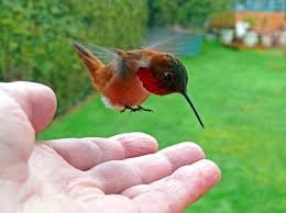 Hummingbird Animals Beautiful Birds Cute Animals