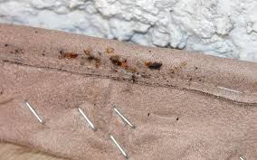Rats and mice will make nests out of whatever they have available to them. Signs Of Bed Bugs Terminix