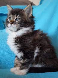 Pin By Gianetta Barbara On Cat Pretty Cats Crazy Cats Cats And Kittens