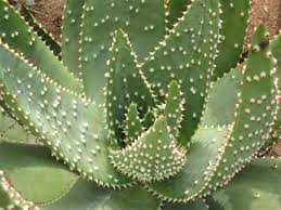 Image result for Aloe aculeata × globuligemma