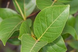 Image result for Combretum holstii