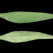 Image result for Streptopetalum serratum