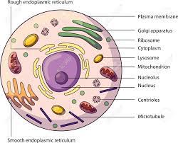 The Structure Of An Animal Cell With Labeled Parts Biology Vector Illustration Royalty Free Cliparts Vectors And Stock Illustration Image 93082336