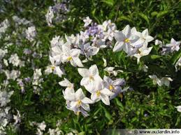 Morelle Faux Jasmin Solanum Jasminoides Faux Jasmin Plante Grimpante Et Plante Terrasse