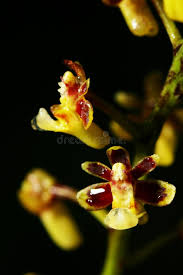 Image result for Taeniophyllum