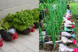 Grow your own food. grow chemical free vegetables in in your own terrace garden. Kitchen Gardening Third World Agriculture By Awais Ahmed Medium
