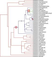Image result for Impatiens psychadelphoides