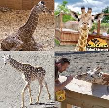 Pin By Lynn Hudock On April Oliver Tajiri Azizi Johari Taj S Mate Animal Adventure Park Animals Adventure Park