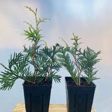 Image result for cuttings thujas