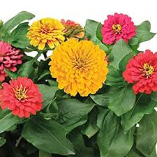 The lowest prices every day guaranteed. Buy Zinnia Mix Seed Pod Kit For Aerogarden 7 Pod Online In Bahrain B07wtp48r5