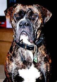 44 Best American Bandogge Images Mastiff Mix American Bulldog Mix American