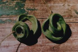 Image result for Acacia tortilis