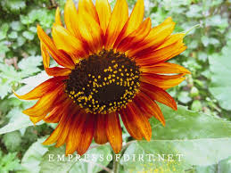 The bright color of these cosmos flowers appear like juicy tangerines to the eye. How To Grow Sunflowers And What To Avoid Empress Of Dirt
