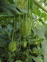 Image result for Cucumis anguria