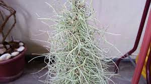 Связаться со страницей pokok janggut hiasan manjung в messenger. Pokok Janggut Tillandsia Usneoides Spanish Moss Youtube
