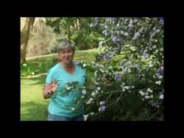 Easy to grow and maintain, with or without a green thumb. Yesterday Today Tomorrow Youtube