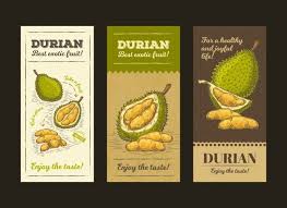 Wilmar alcohol industries (lianyungang) co.,ltd. Download Vector Illustration In Design Packing For Durian Fruit Template Moc Up For Free Durian Durian Packaging Durian Packaging Design
