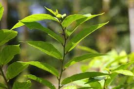 Image result for Guazuma