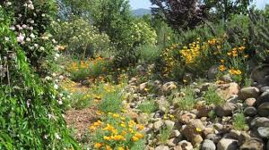 Maybe you would like to learn more about one of these? Low Maintenance Plants For Slope Mymotherlode Com