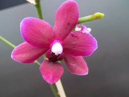 Maybe you would like to learn more about one of these? Orchidea Phalaenopsis Black Pearl 6641321309 Oficjalne Archiwum Allegro