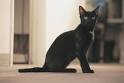 Bombay Cat — Full Profile, History, and Care