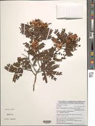 Image result for Tessmannia anomala