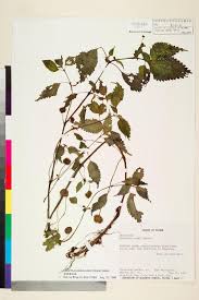 Image result for Lecanthus