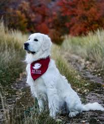 It is found in the plains biome. Red Fern Companions English Golden Retrievers Trained Puppies