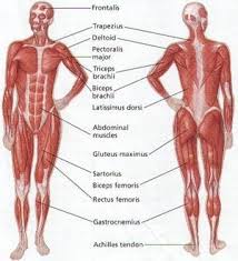 Correct alignment of the human body in a sitting position for a good personality and healthy spine and bones. Muscles Human Body Muscles Muscle Anatomy Human Body