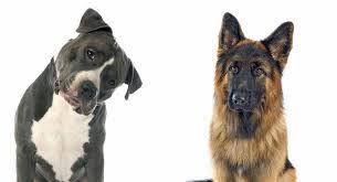 The german shepherd and the pit bull share some common traits when it comes to personality. German Shepherd Vs Pitbull How Do They Stack Up