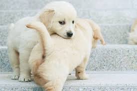 oh my goddddd i would snuggle the shit out of these babiesssss cute animals cute dogs baby animals