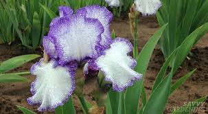 It's one of the most frequent mistakes, and it's a common reason irises won't bloom. How To Divide Irises And Replant Them In The Garden