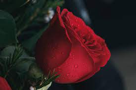 Over 52,666 different flowers pictures to choose from, with no signup needed. Flowers By Personality Type Conroy S Flowers Cypress