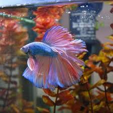 Type Of Betta Fish If You Are Like Me And Have A Strong Passion For Freshwater Aquariums You Have Probably Considered Incorp Betta Fish Betta Fish Tank Betta