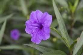 Image result for Ruellia praetermissa