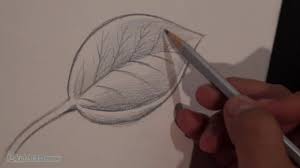How To Draw Shade A Leaf Sketching Practice Tutorial Youtube Hand drawn doodle leaves clipart set includes: