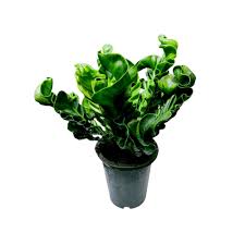 Image result for Asplenium smedsii