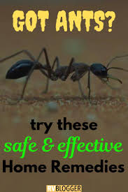 7 Incredibly Effective Home Remedies To Rid Your Rv Of Ants Rvblogger Home Remedies For Ants Get Rid Of Ants Kill Ants