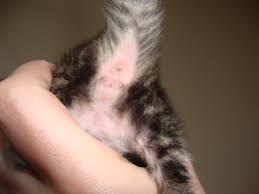 Also, the penile opening looks like a circle while the vulvar opening is more of a line. Does Anyone Have Photos Of Newborn Kittens To Compare Sexes Thecatsite