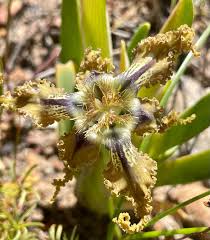 Image result for Ferraria glutinosa