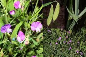 Image result for Lathyrus hirsutus