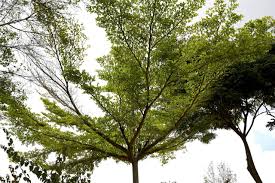 Image result for Terminalia randii