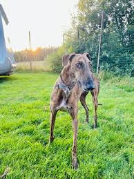 Tier kleinanzeige 231318 (wunderschöne whippet welpen suchen ein liebevolles zuhause) wurde suche möchten whippet rüde adoptieren wir sind eine kleine familie 2 erwachsene und 1. Zuhause Gesucht