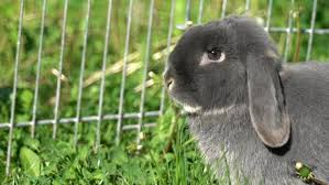 Tiere, die ein zuhause suchen | spannende tier(schutz)themen! Nachrichten Zum Tag Tiere Suchen Ein Zuhause