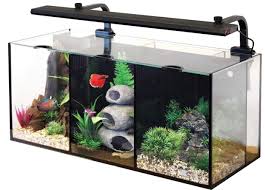 Live fish, rock and sand, ocean. Betta Fish Tank Setup Guide Get The Right Aquarium For Your Bettas