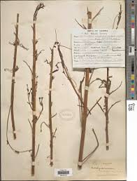 Image result for Aeschynomene afraspera